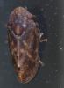 Tettigometra sp.